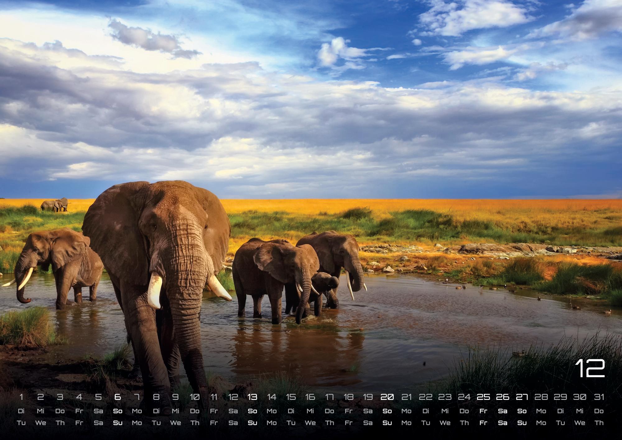 GPF-ELEFANT26_page_13