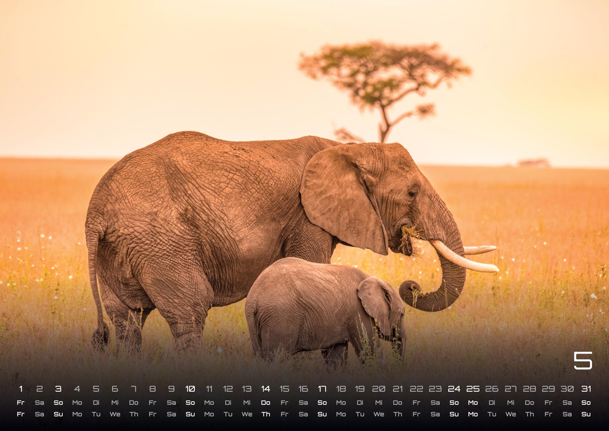 GPF-ELEFANT26_page_6