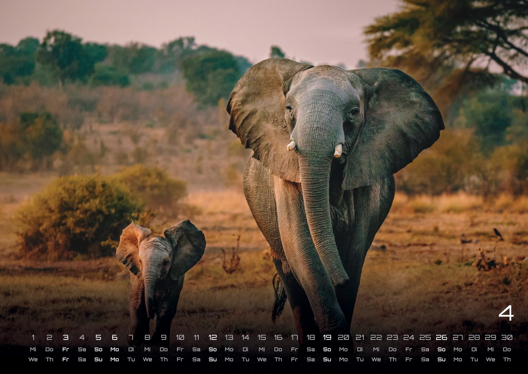 GPF-ELEFANT26_page_5