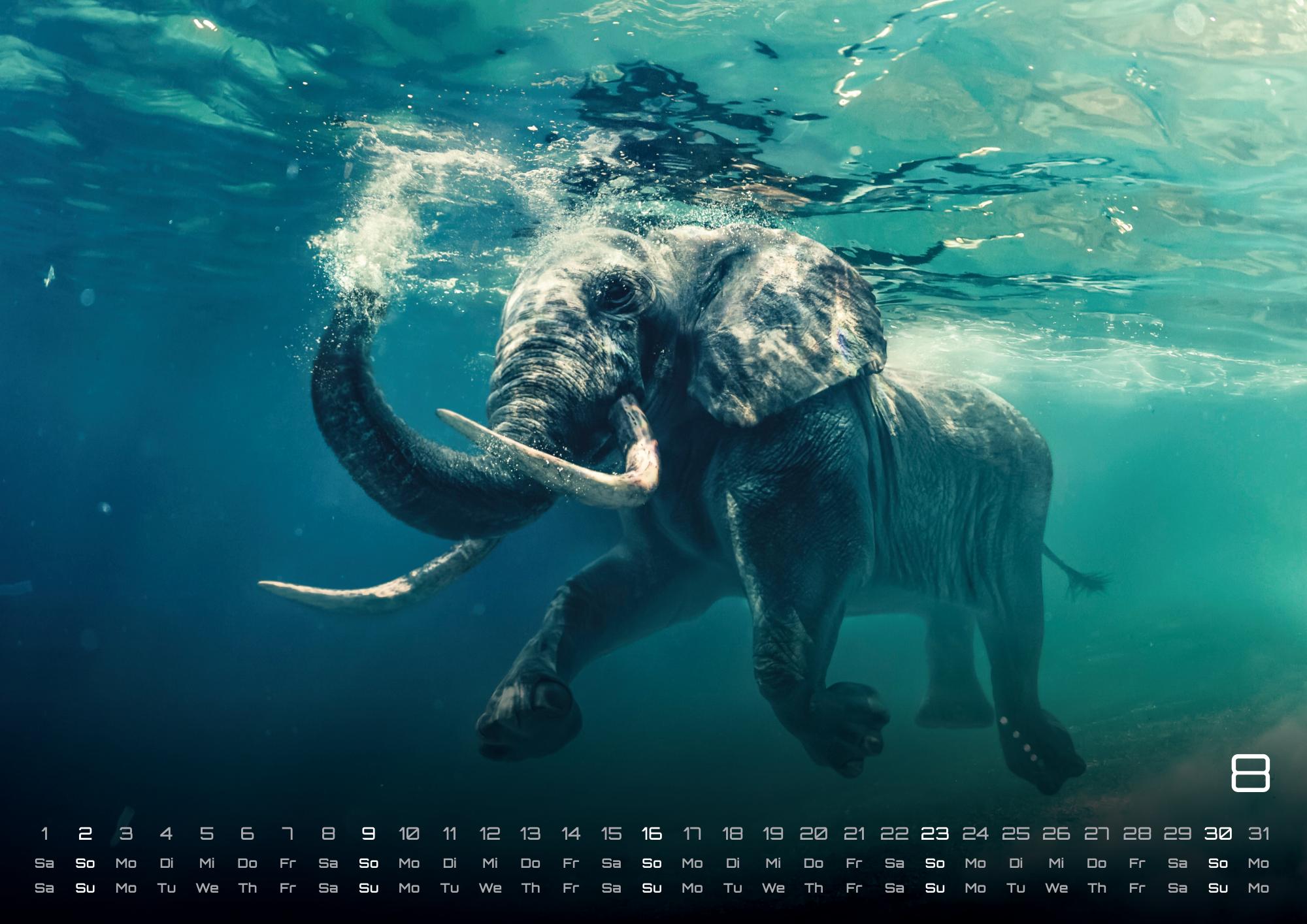 GPF-ELEFANT26_page_9