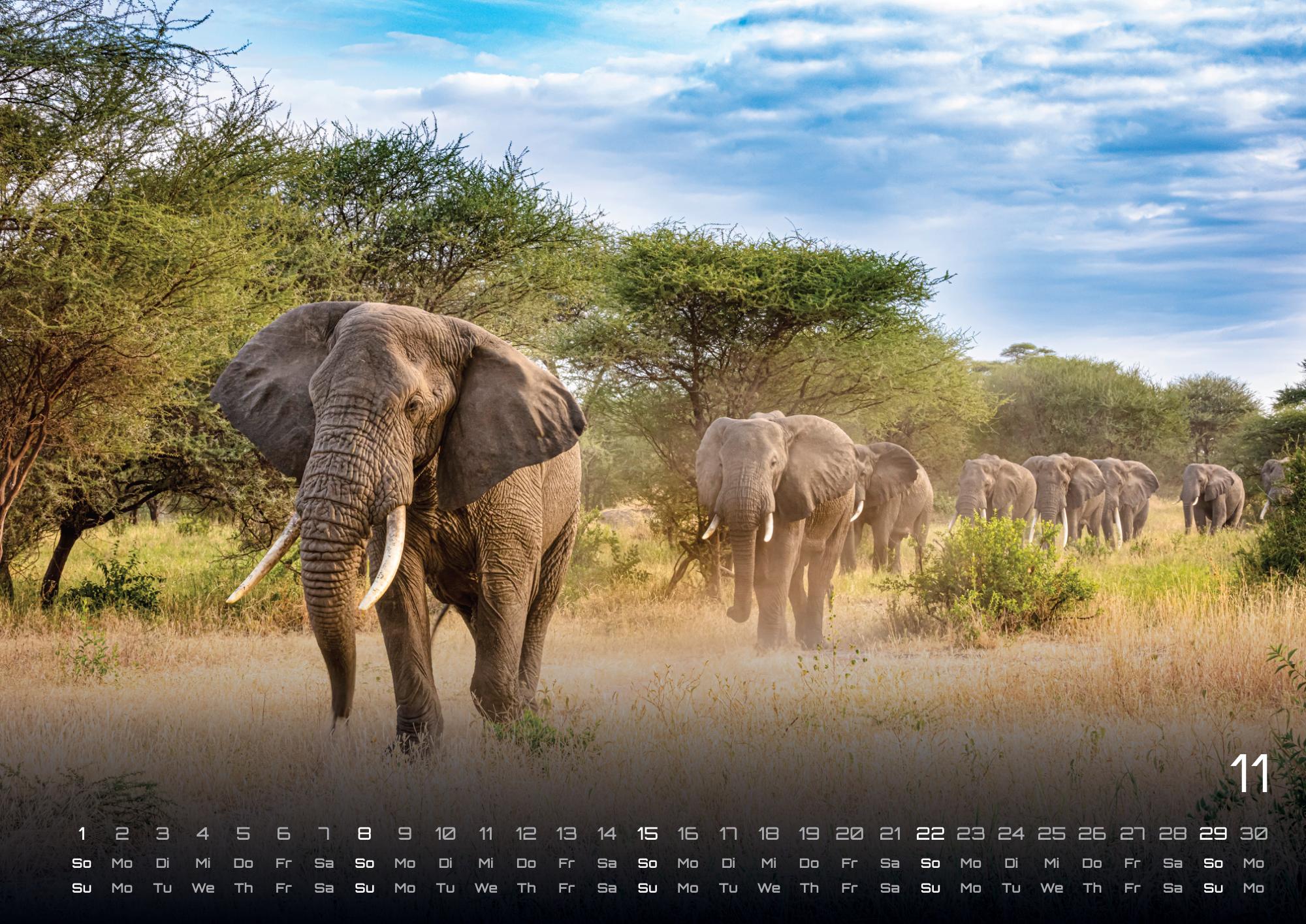 GPF-ELEFANT26_page_12