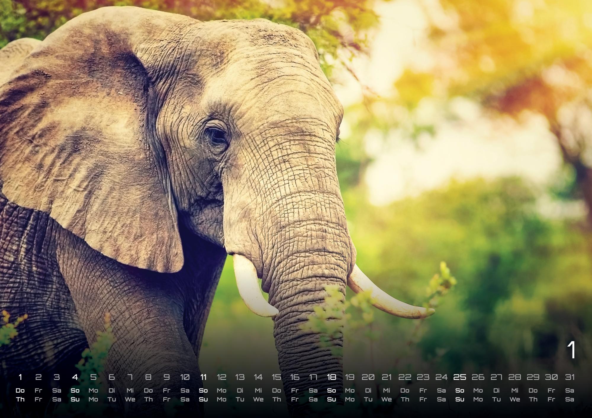 GPF-ELEFANT26_page_2