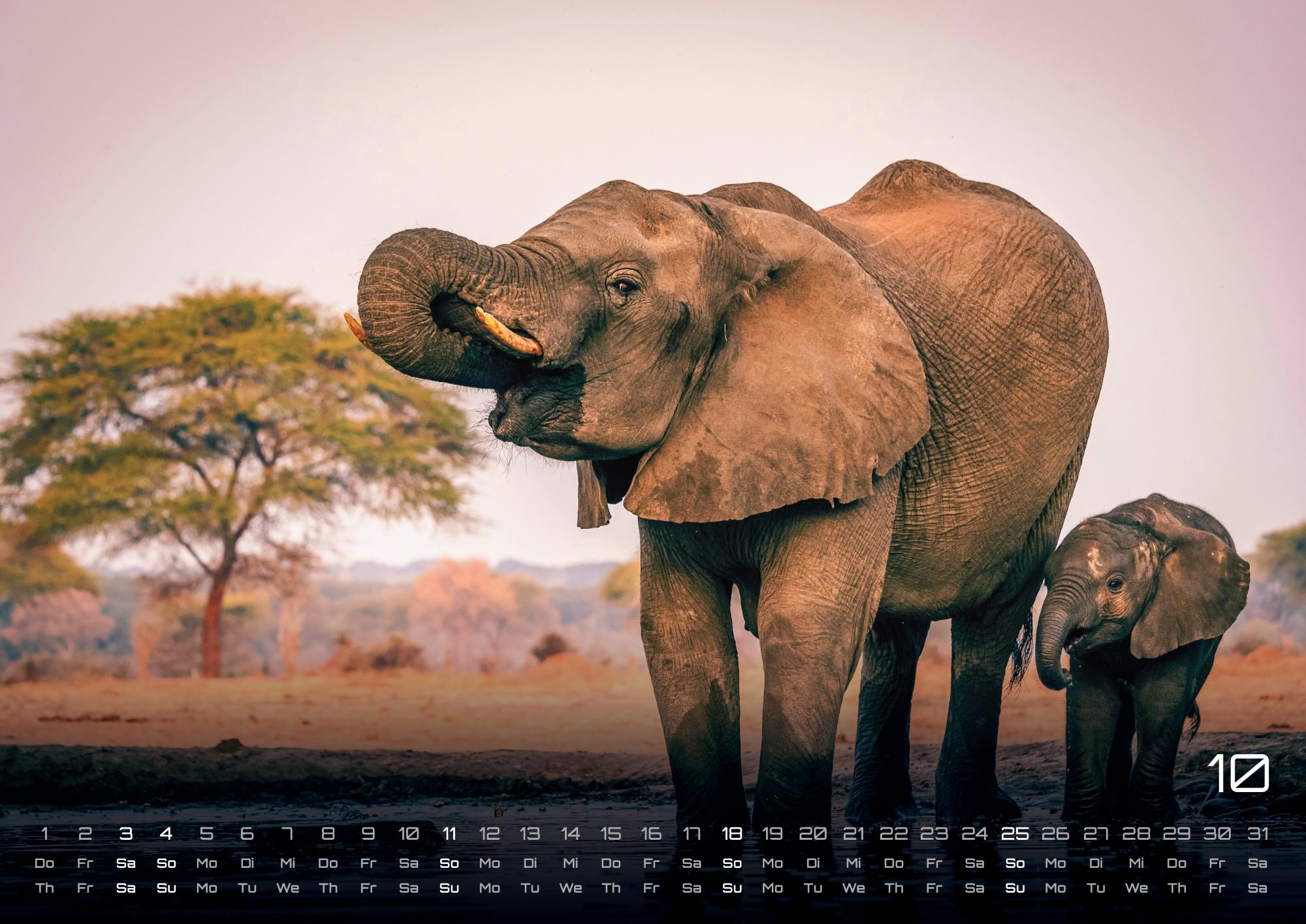 GPF-ELEFANT26_page_11