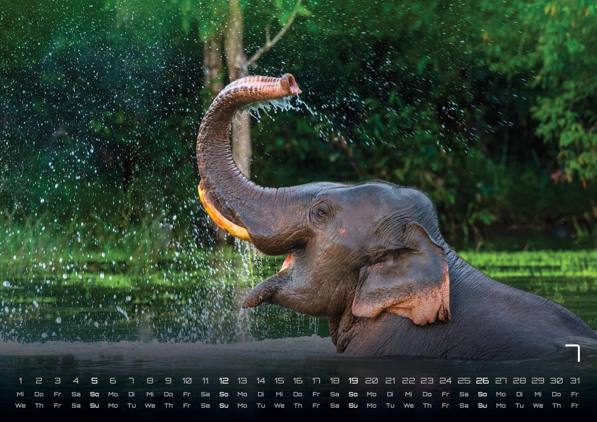 GPF-ELEFANT26_page_8