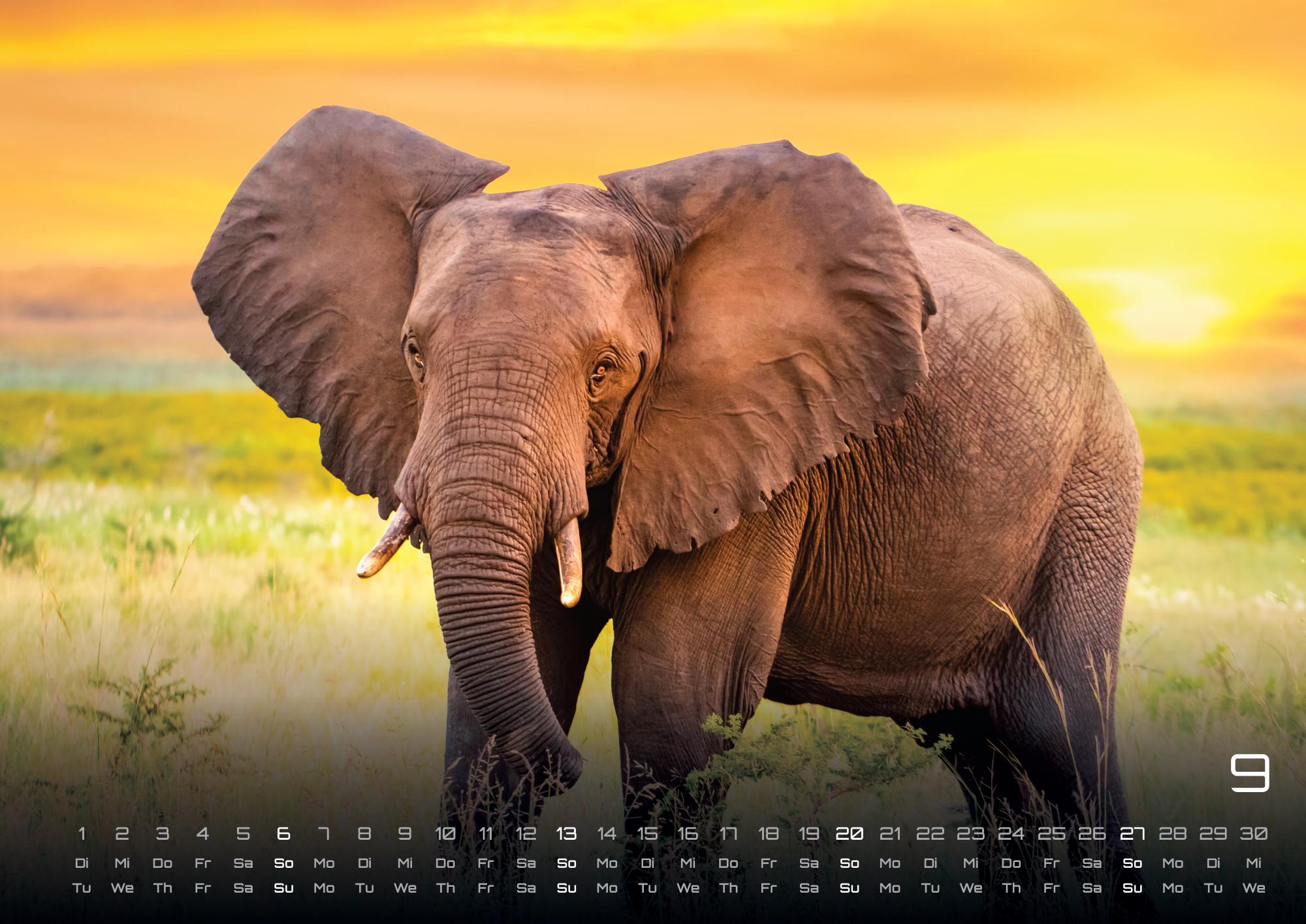 GPF-ELEFANT26_page_10