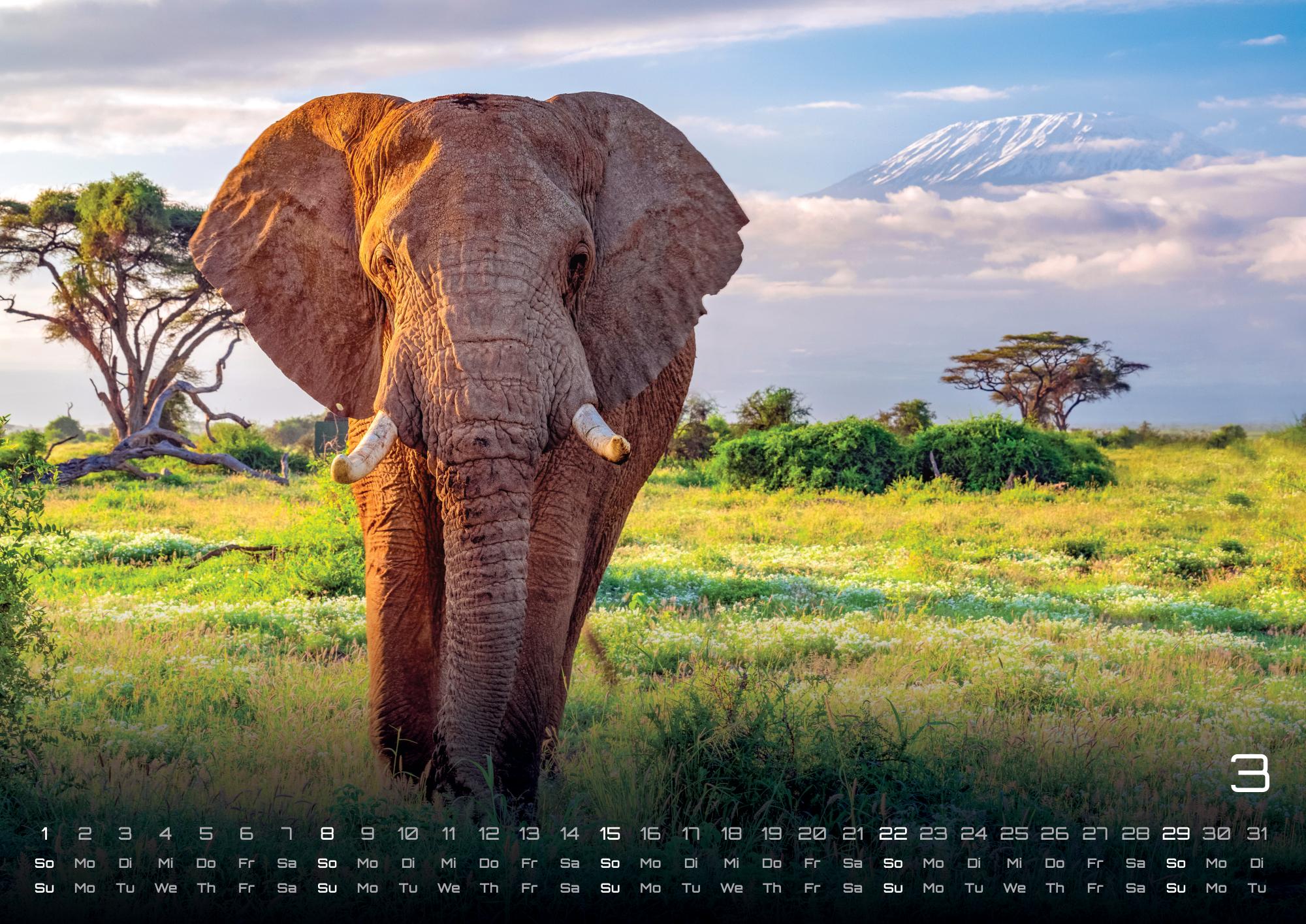 GPF-ELEFANT26_page_4