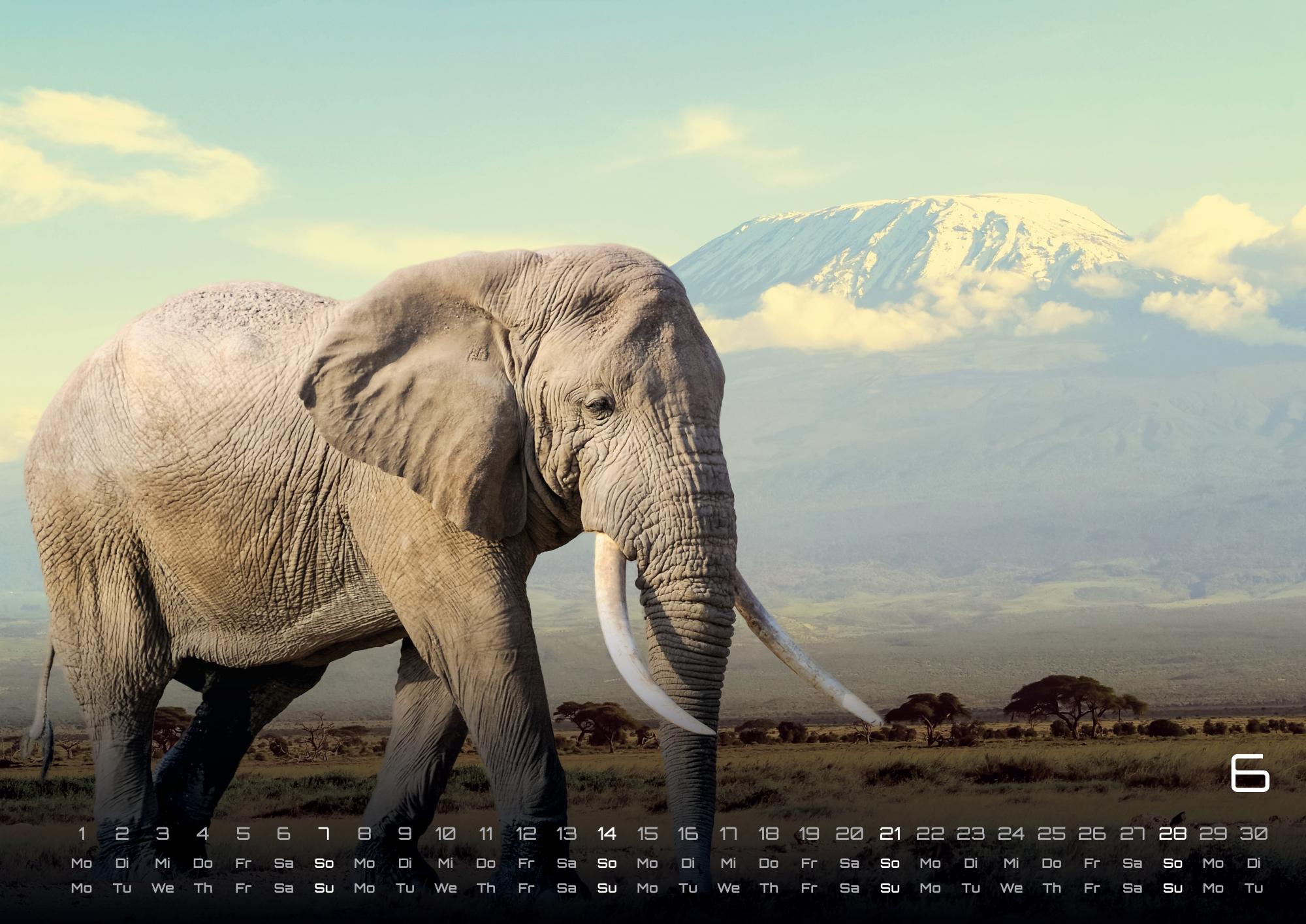 GPF-ELEFANT26_page_7