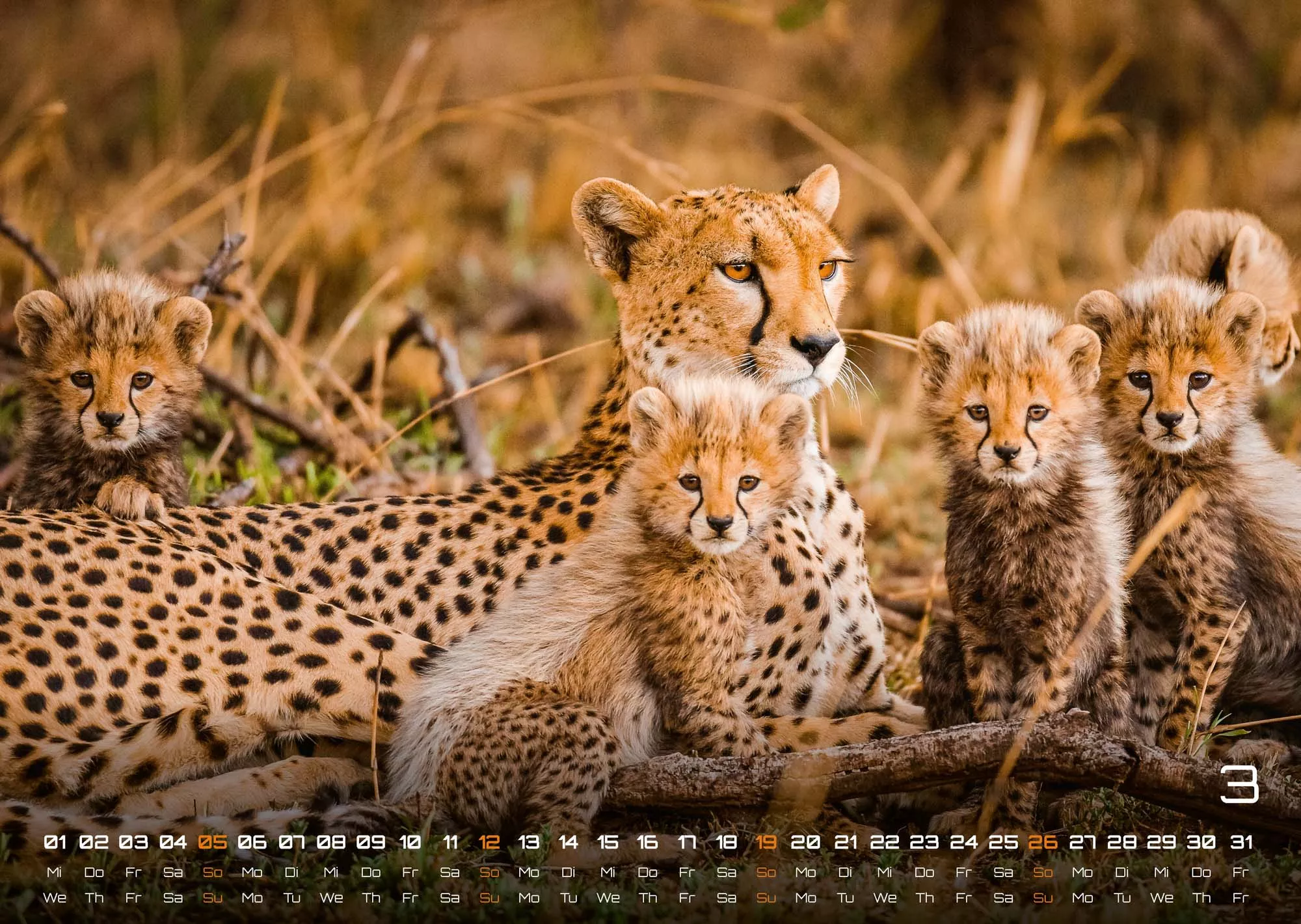 Afrikas Tierwelt - Der Tierkalender - 2023 - Kalender