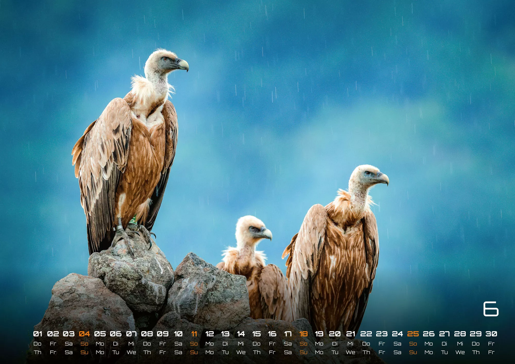Afrikas Tierwelt - Der Tierkalender - 2023 - Kalender
