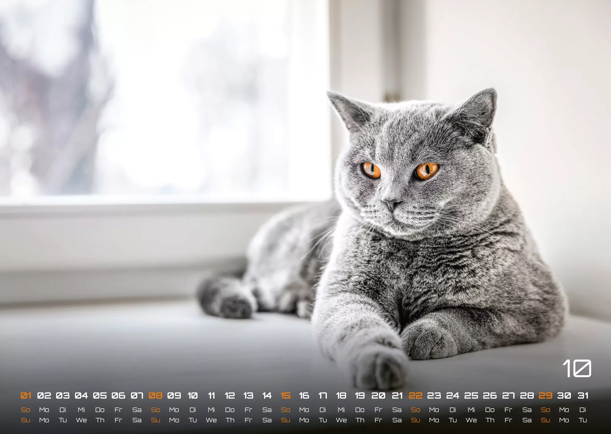 Miau - Unsere Stubentiger - Der Katzenkalender - 2023 - Kalender