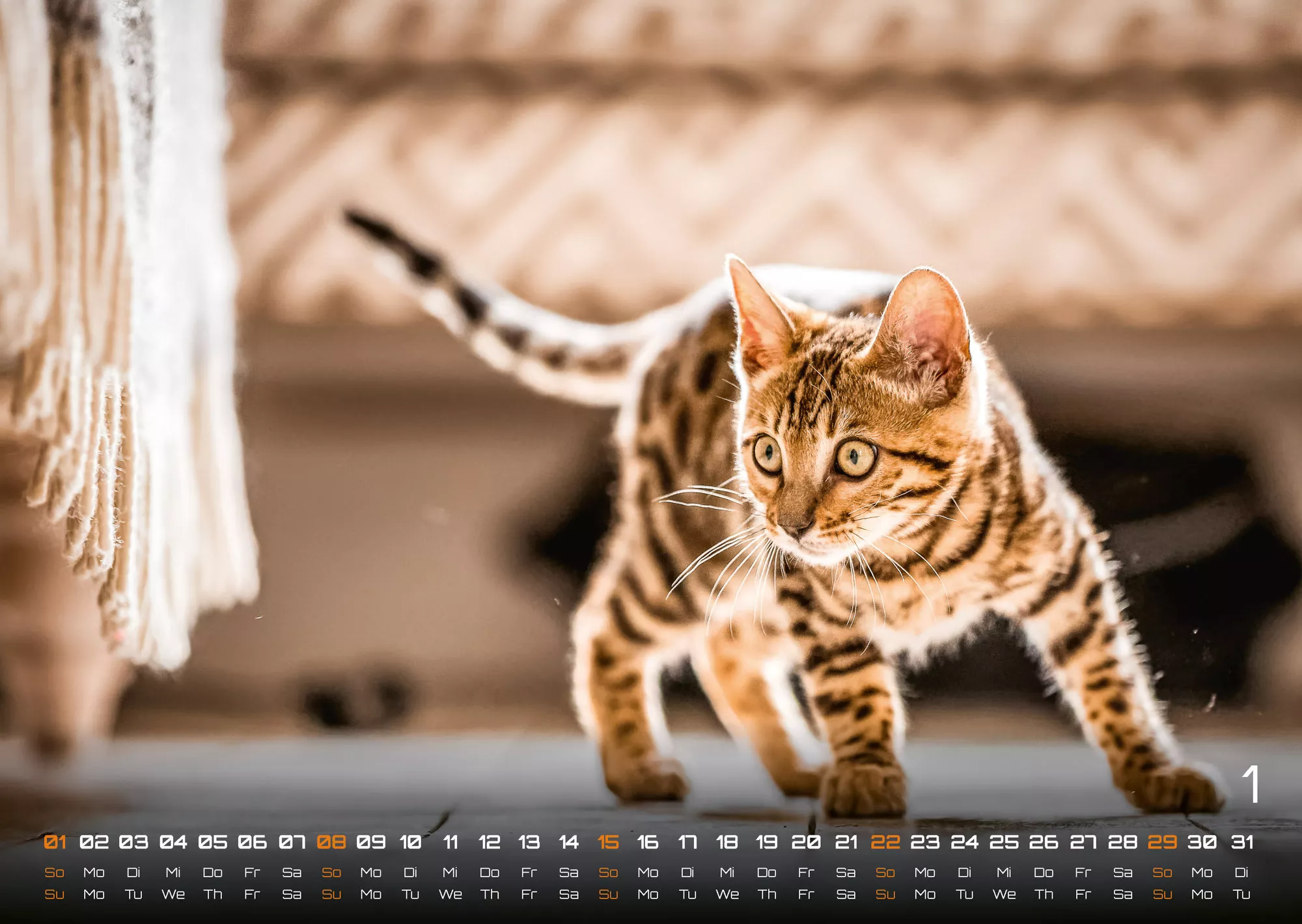Miau Kids - kleine Tiger ganz groß - Der Katzenkalender - 2023 - Kalender