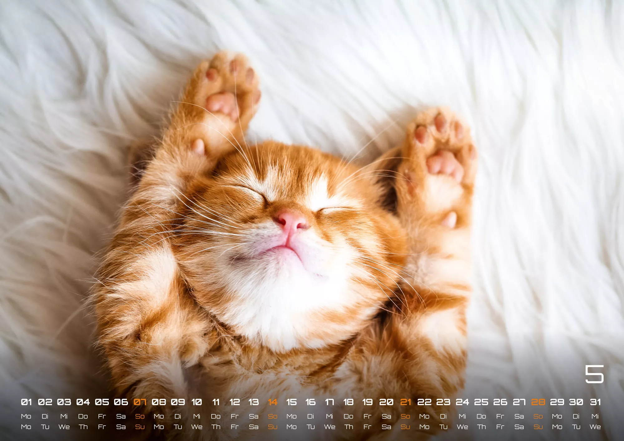 Miau Kids - kleine Tiger ganz groß - Der Katzenkalender - 2023 - Kalender