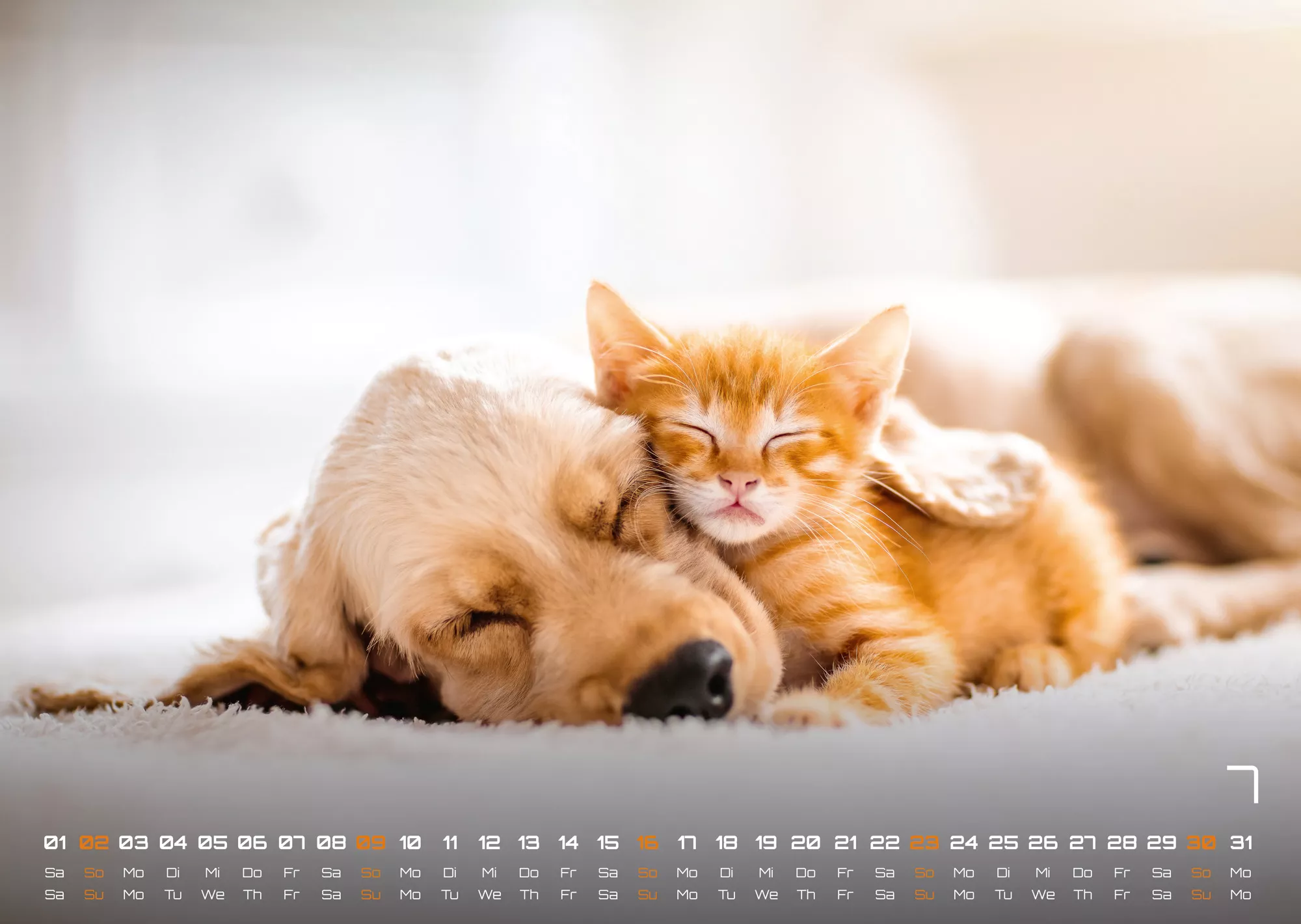Miau Kids - kleine Tiger ganz groß - Der Katzenkalender - 2023 - Kalender