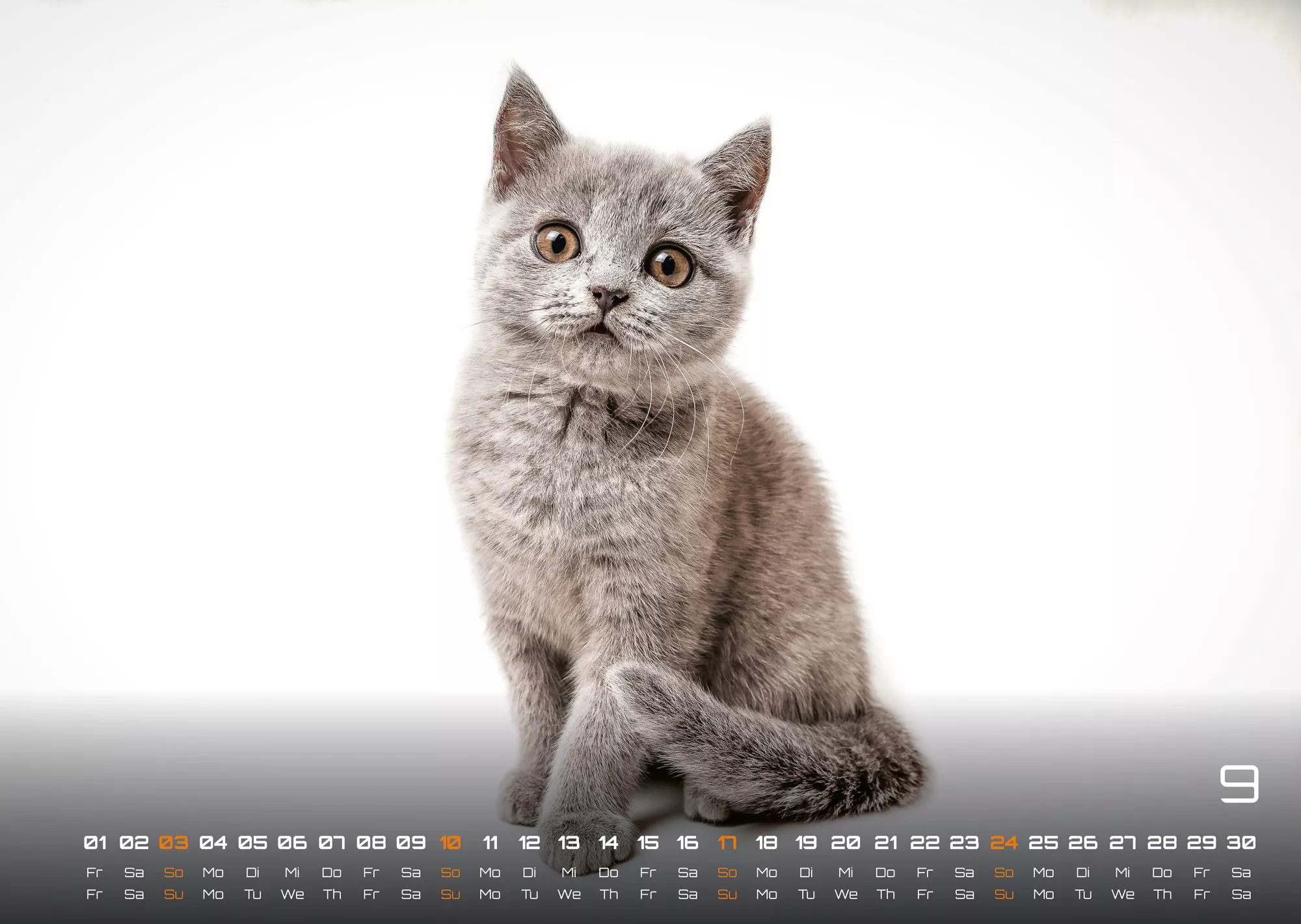 Miau Kids - kleine Tiger ganz groß - Der Katzenkalender - 2023 - Kalender