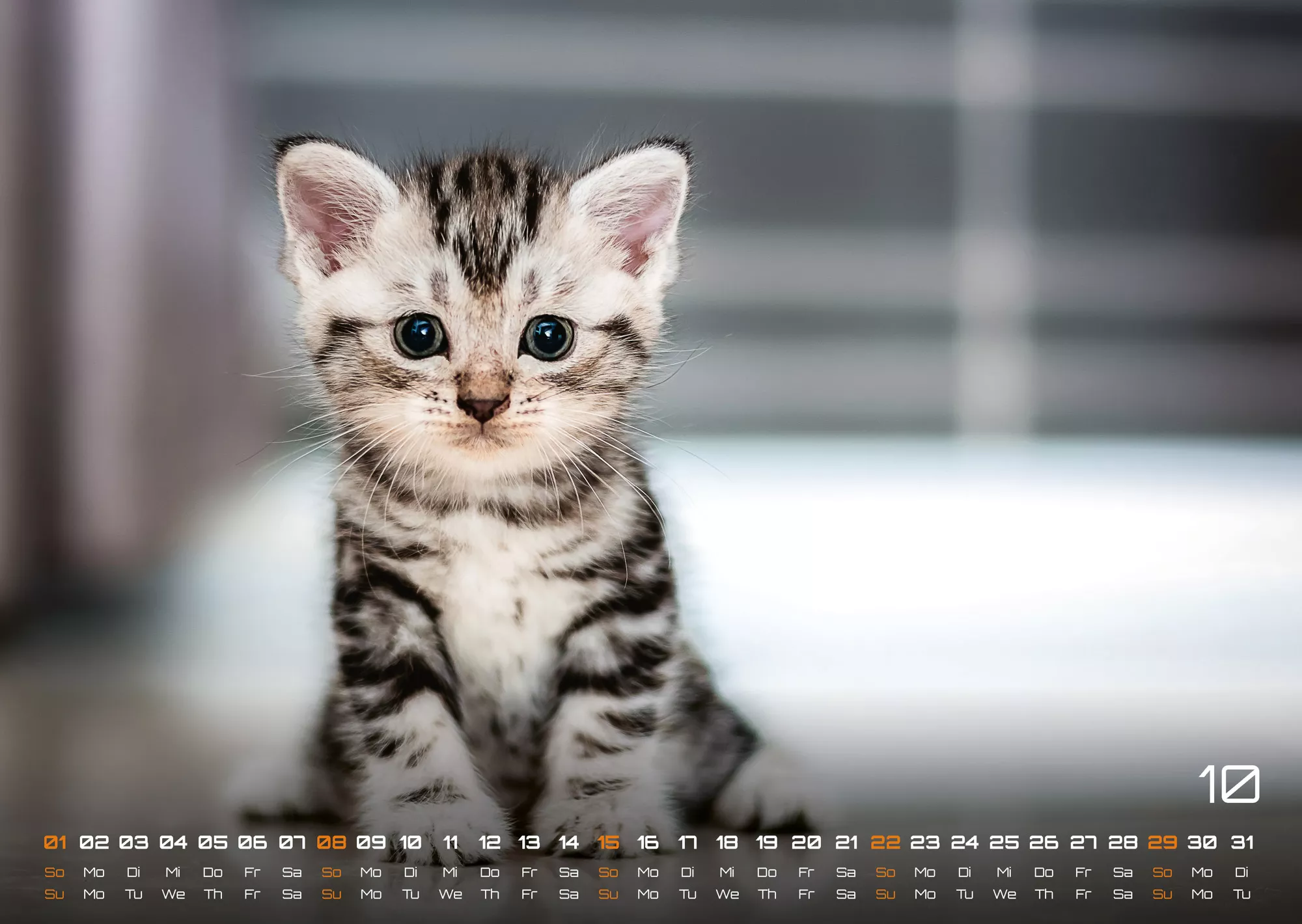 Miau Kids - kleine Tiger ganz groß - Der Katzenkalender - 2023 - Kalender