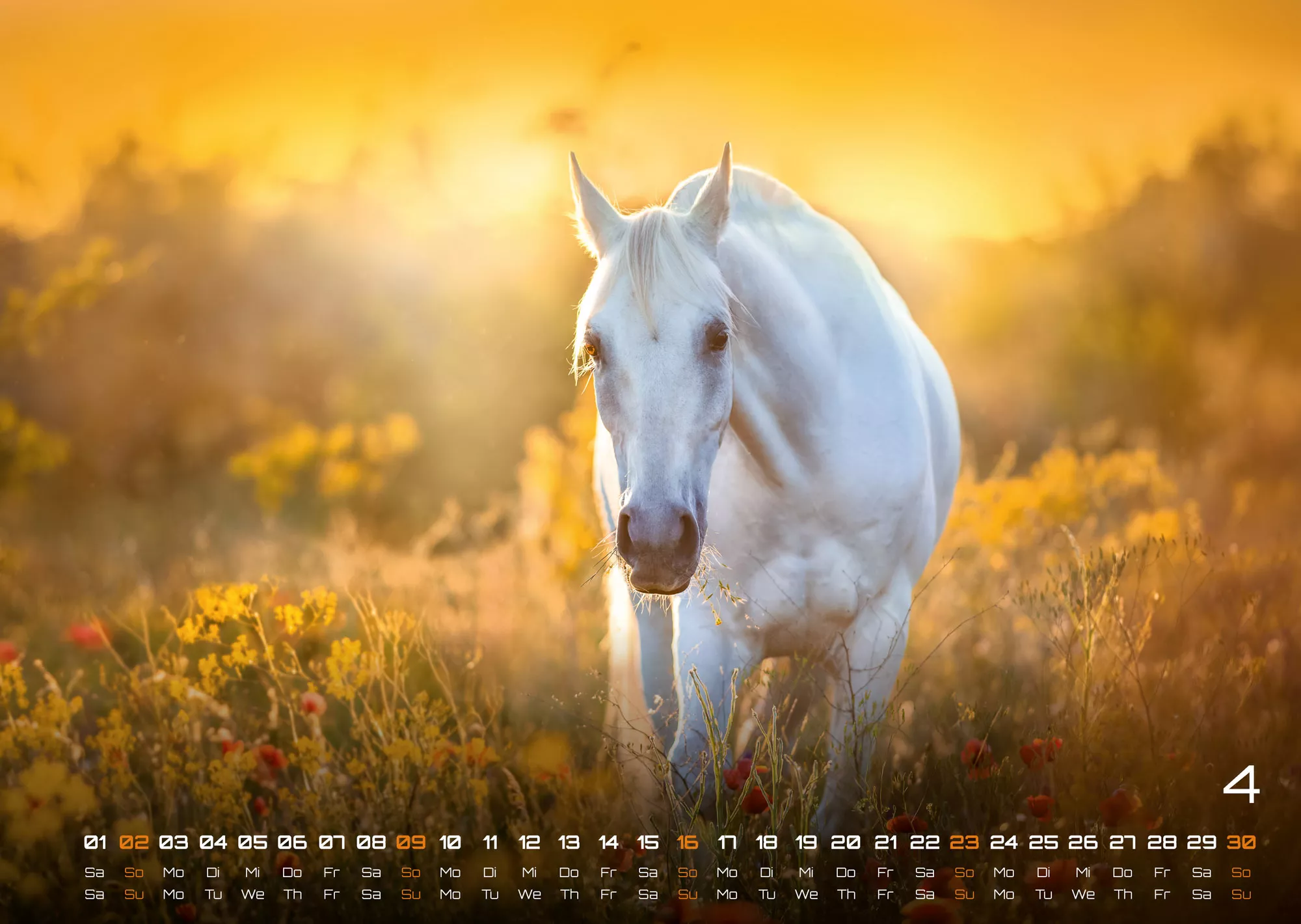 Pferdegeflüster - Der Pferdekalender - 2023 - Kalender