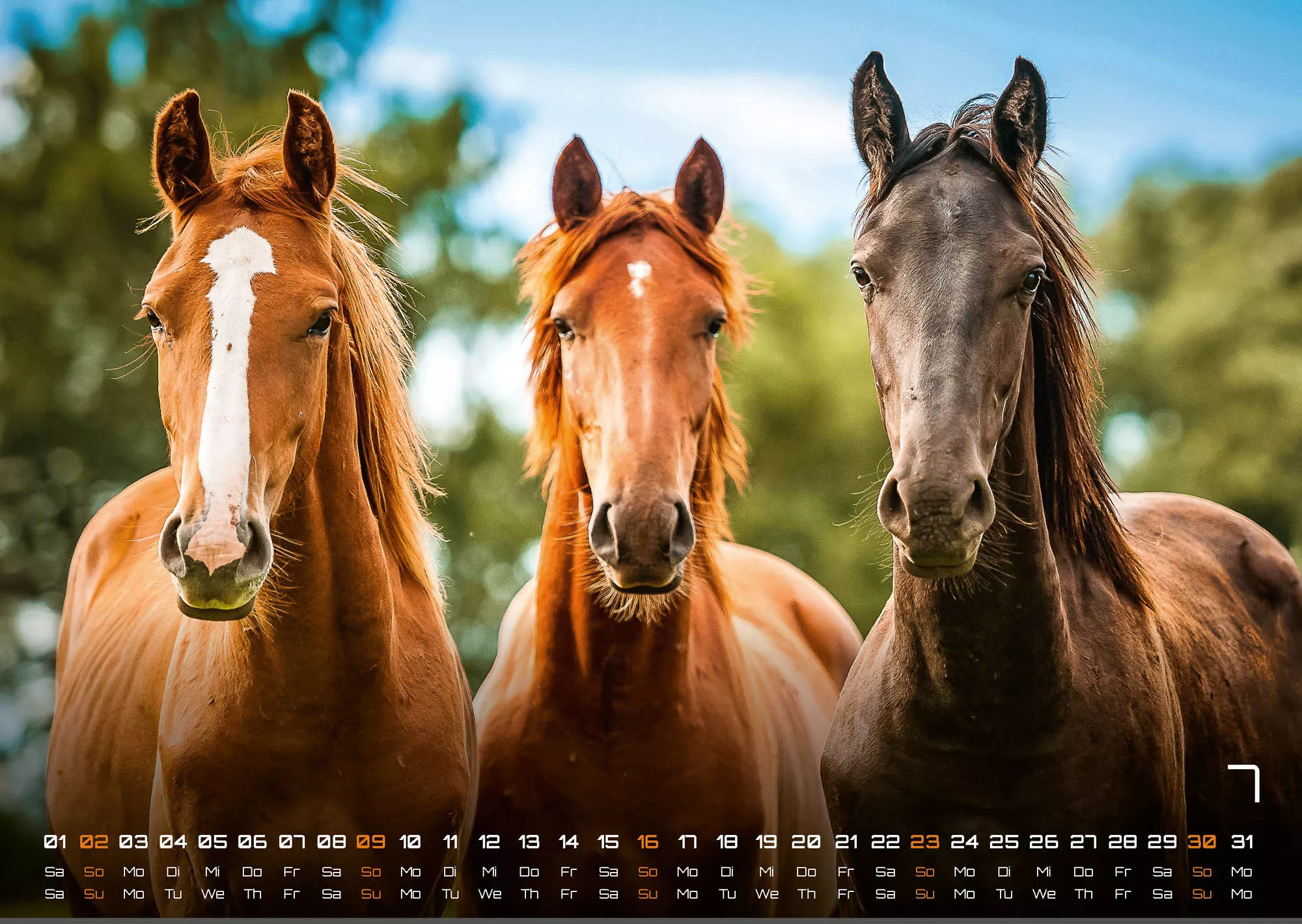 Pferdegeflüster - Der Pferdekalender - 2023 - Kalender