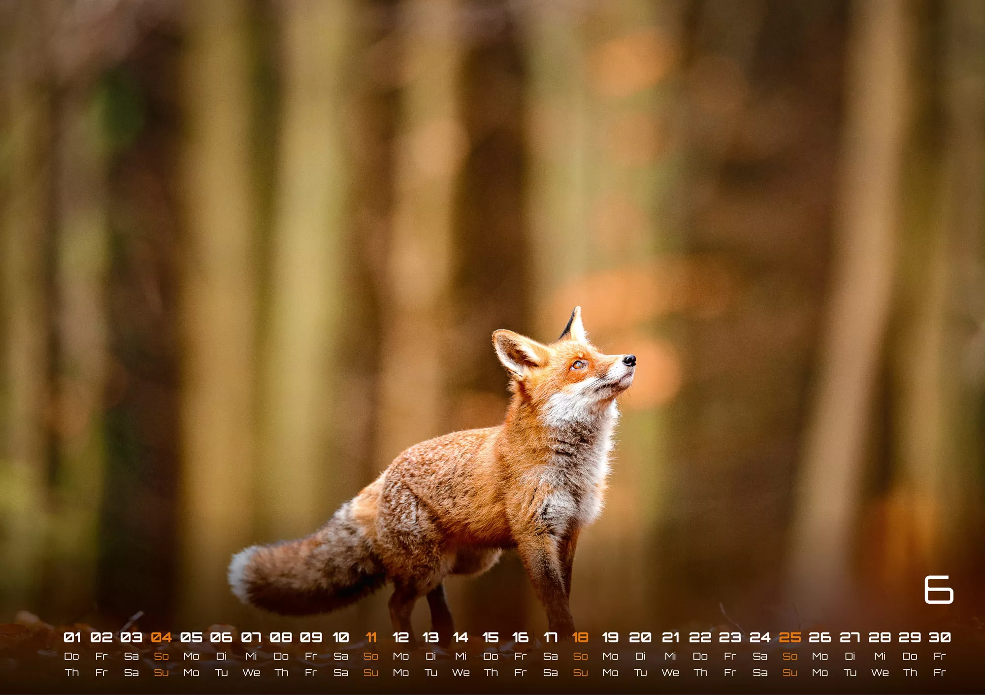 Waldtiere - Heimische Waldbewohner - Der Tierkalender - 2023 - Kalender