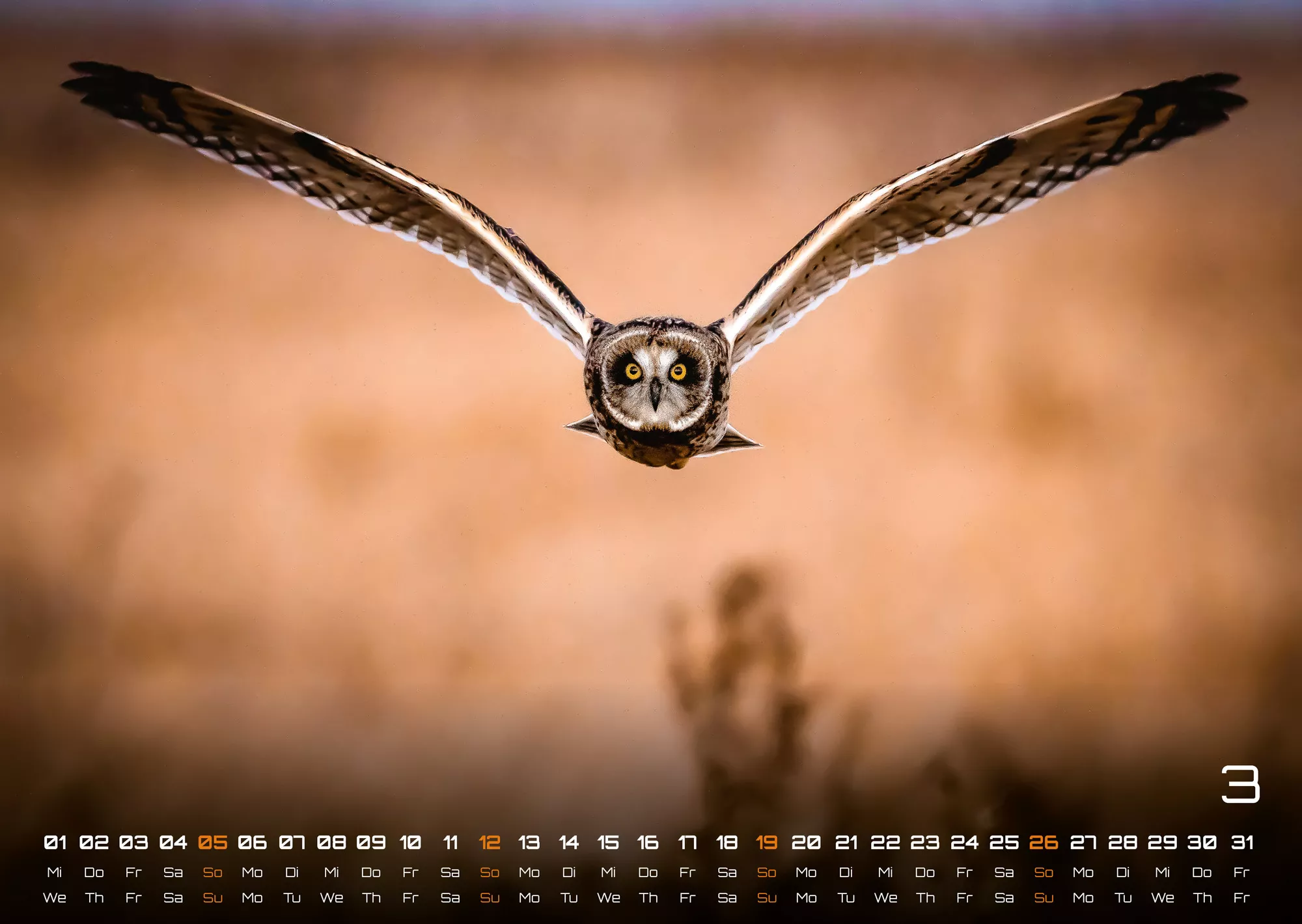 Eulen - Wächter der Nacht - 2023 - Kalender