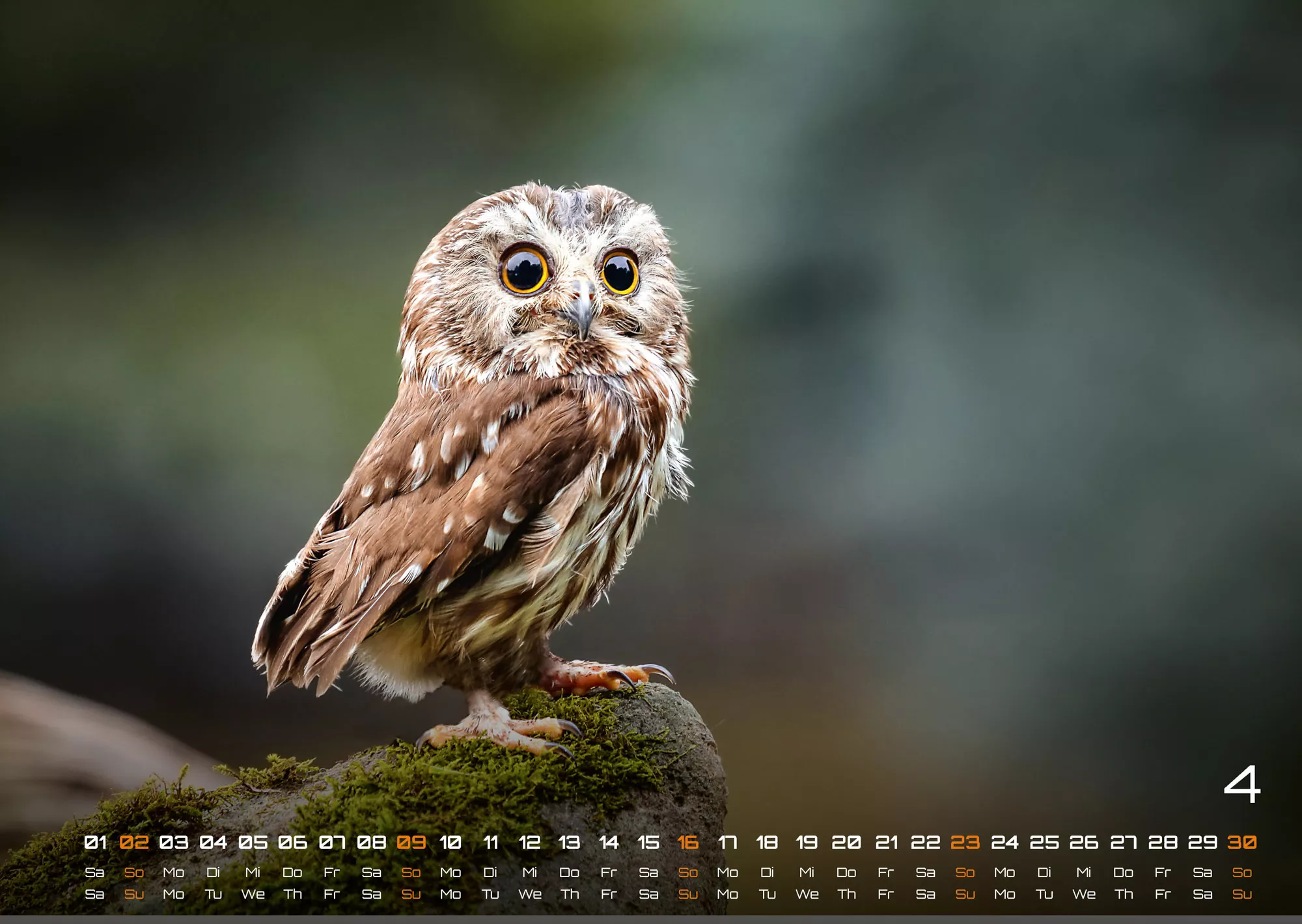 Eulen - Wächter der Nacht - 2023 - Kalender