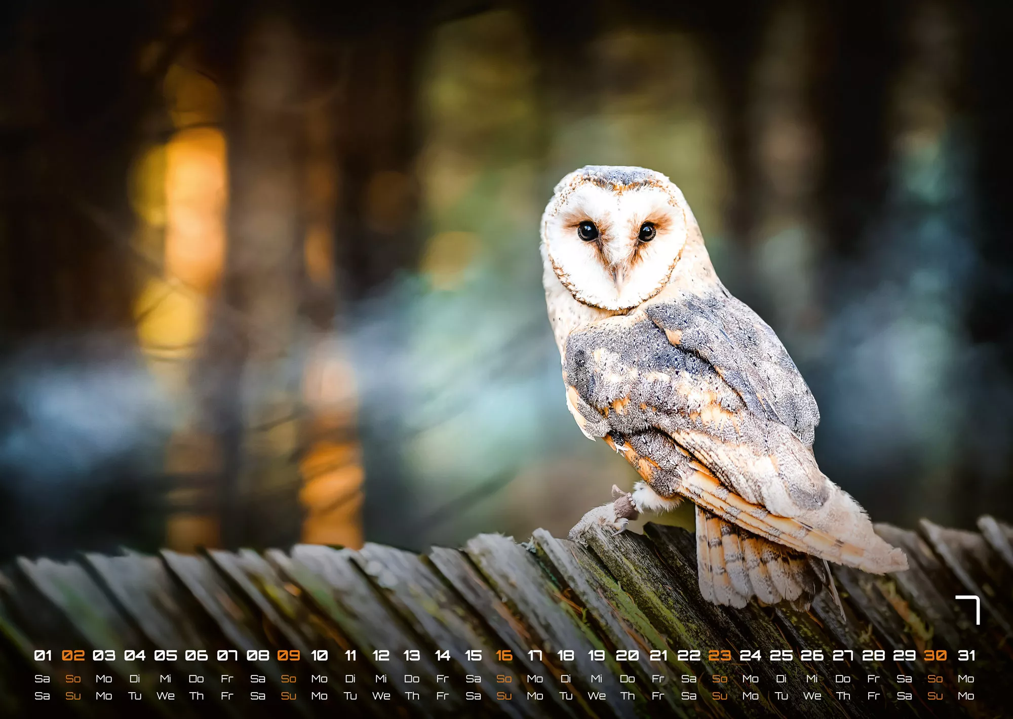 Eulen - Wächter der Nacht - 2023 - Kalender
