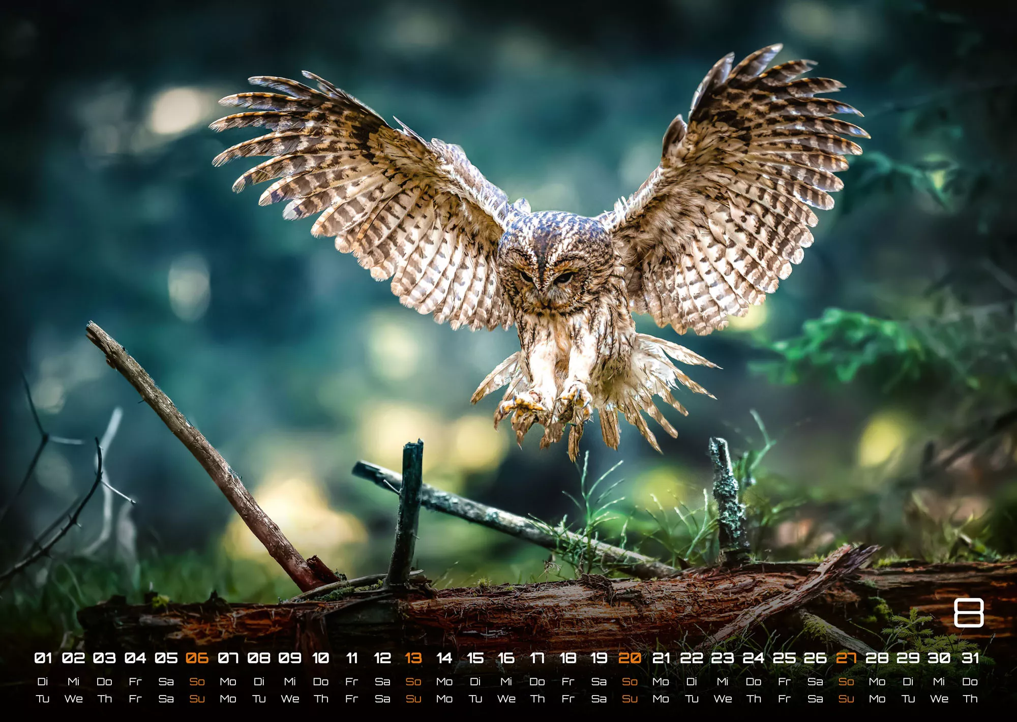 Eulen - Wächter der Nacht - 2023 - Kalender