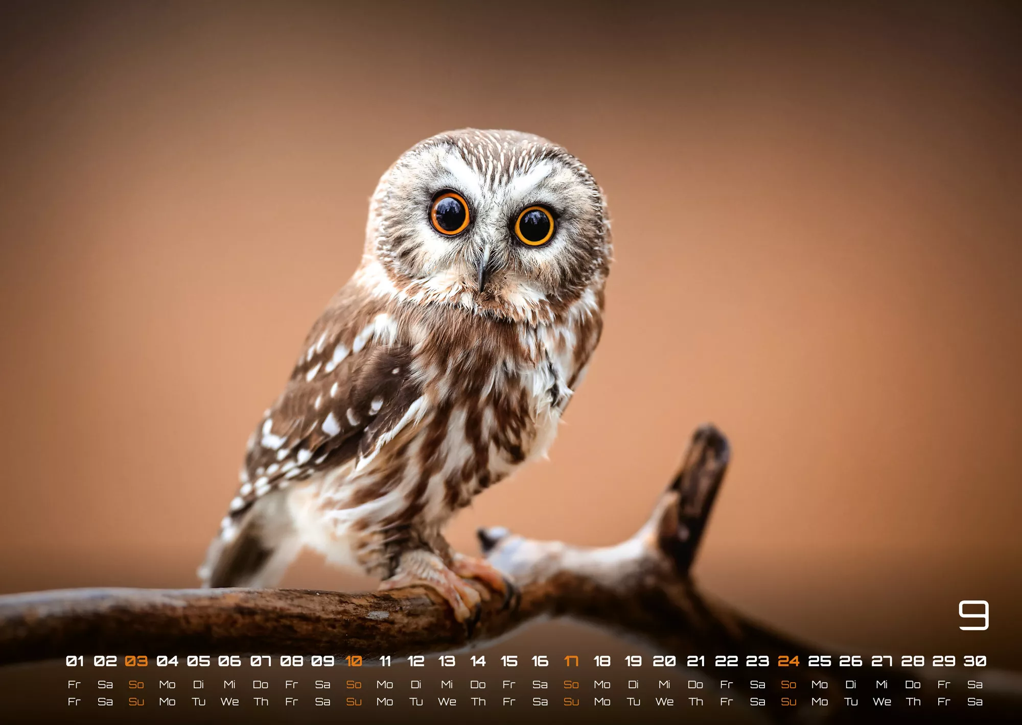 Eulen - Wächter der Nacht - 2023 - Kalender