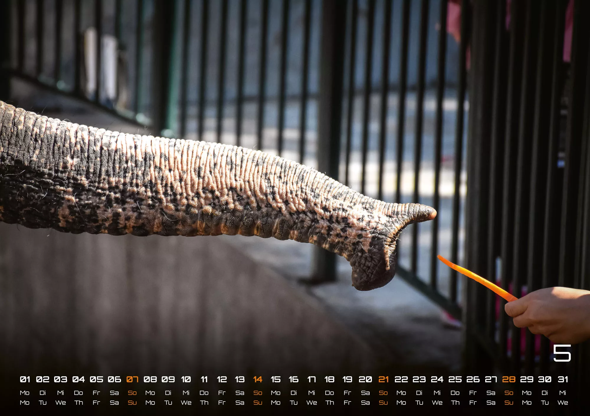 Elefanten - einzigartige Giganten - 2023 - Kalender