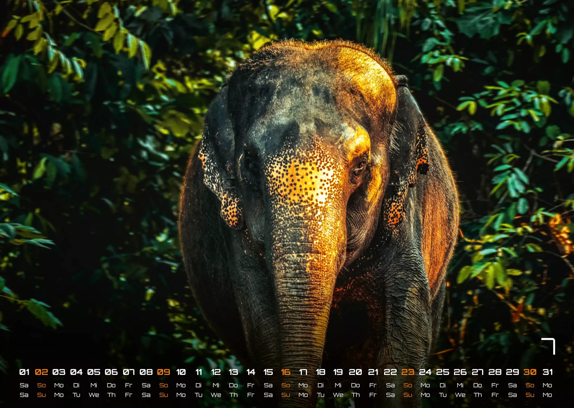 Elefanten - einzigartige Giganten - 2023 - Kalender