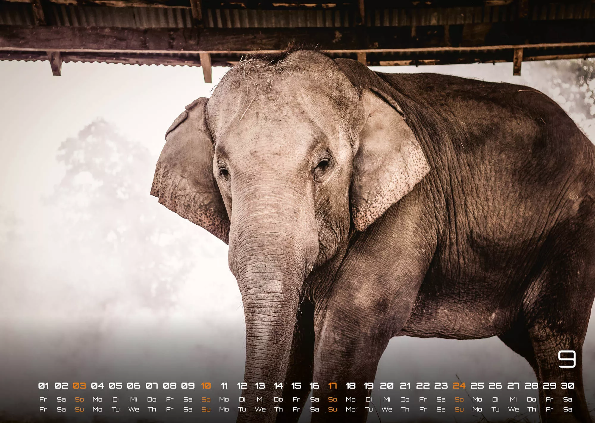 Elefanten - einzigartige Giganten - 2023 - Kalender