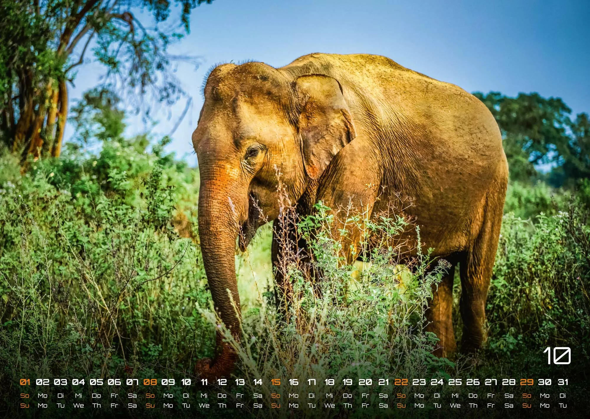 Elefanten - einzigartige Giganten - 2023 - Kalender
