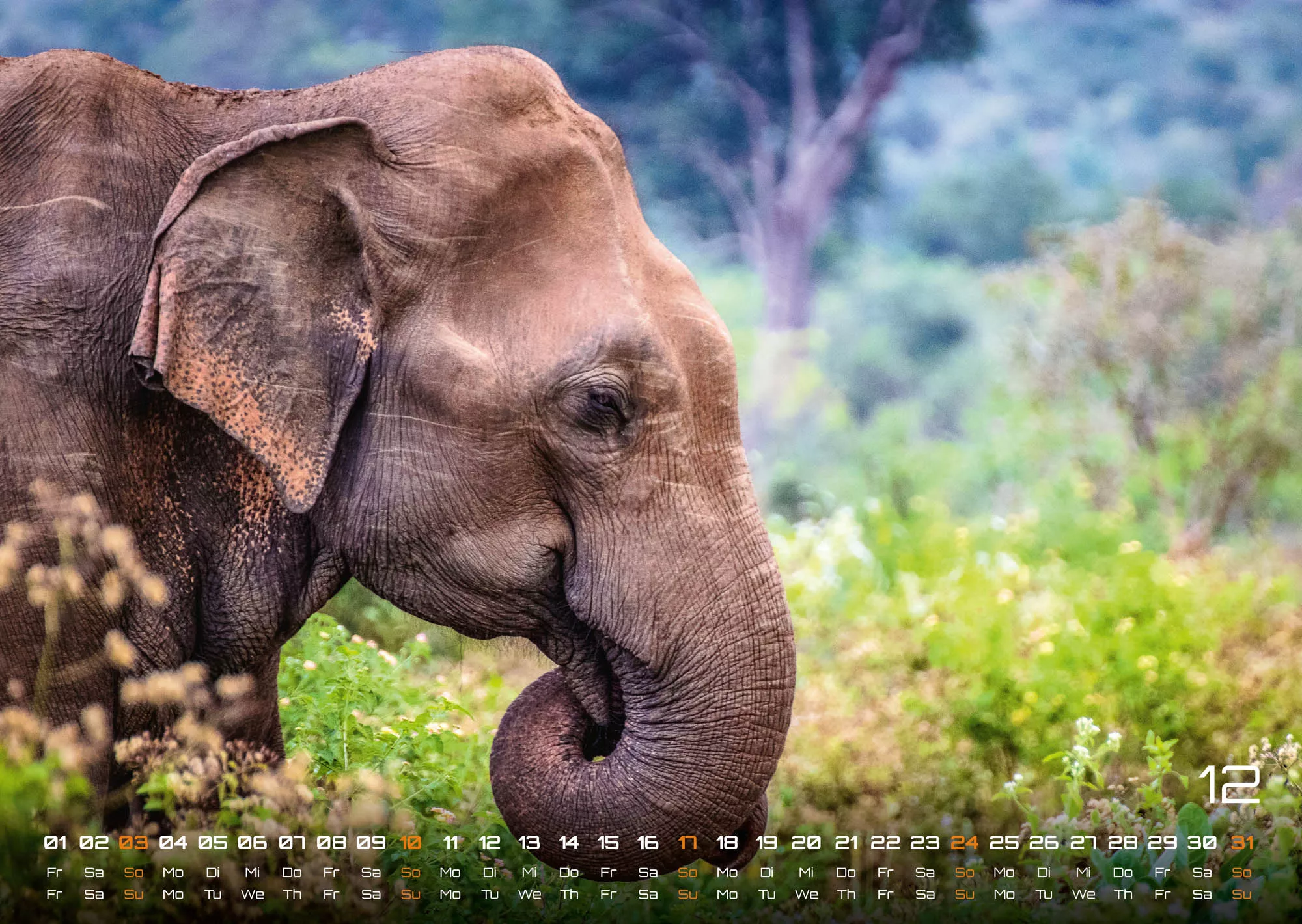 Elefanten - einzigartige Giganten - 2023 - Kalender