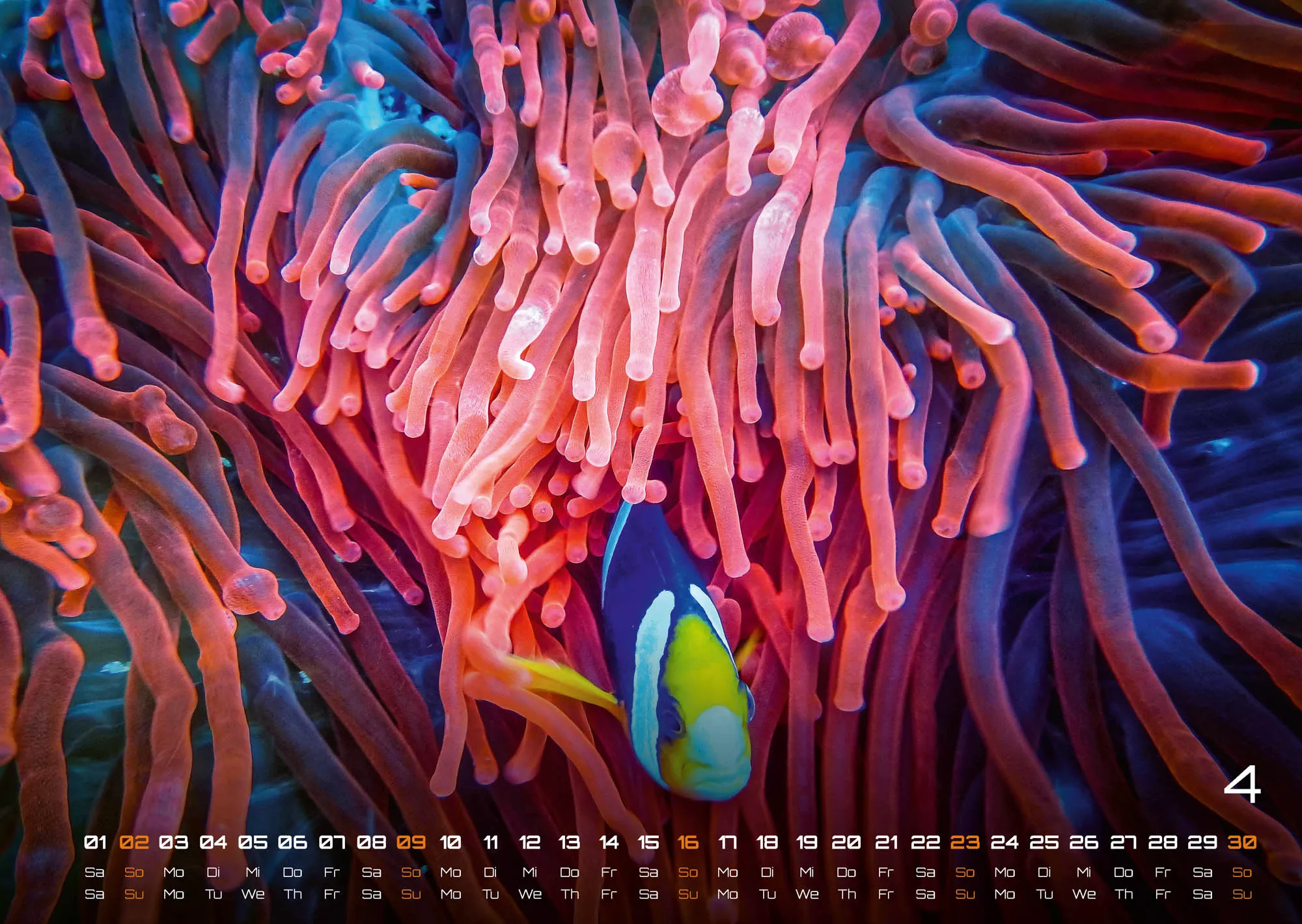 Sealife - verborgene Tiefen - 2023 - Kalender