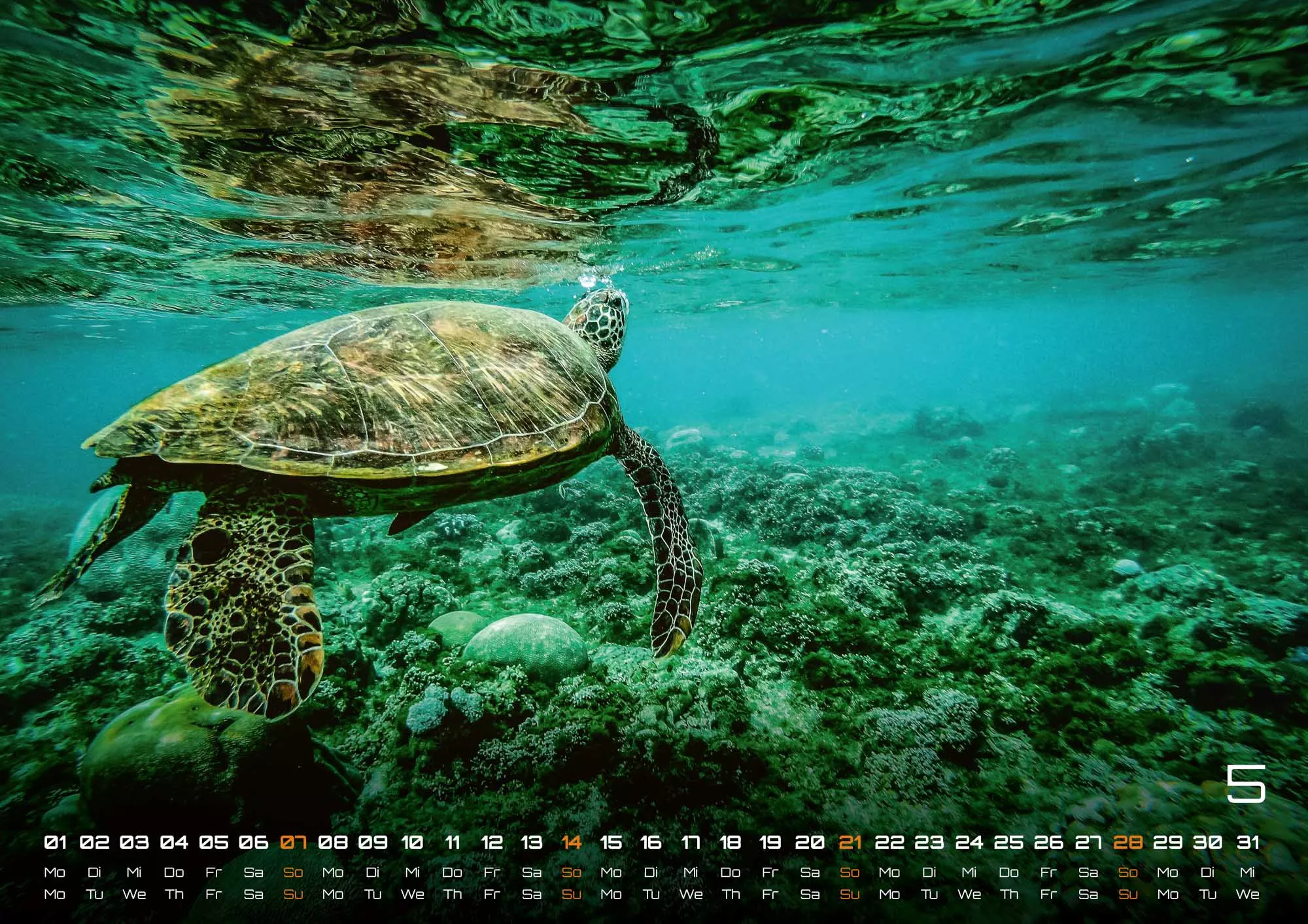 Sealife - verborgene Tiefen - 2023 - Kalender
