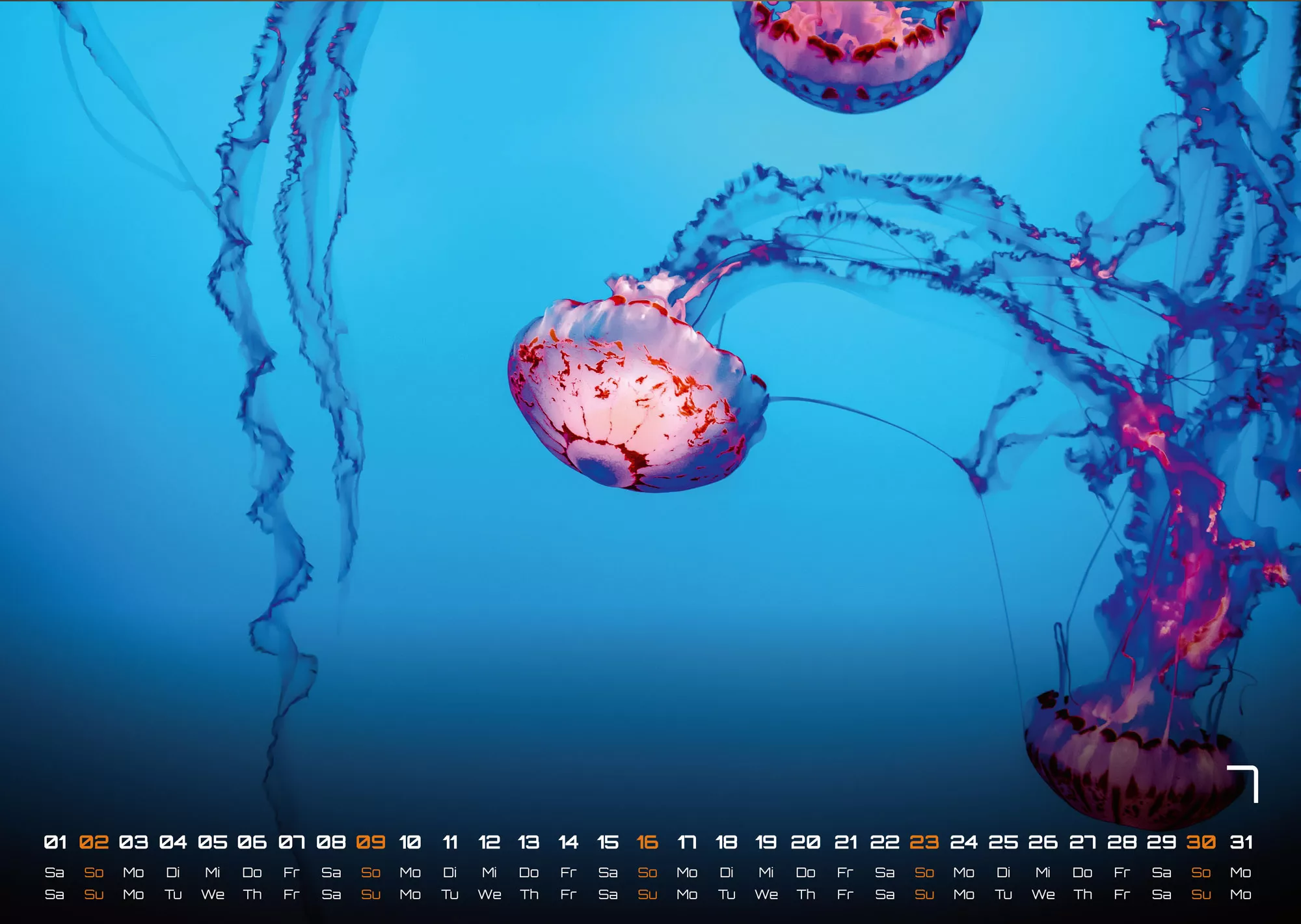 Sealife - verborgene Tiefen - 2023 - Kalender