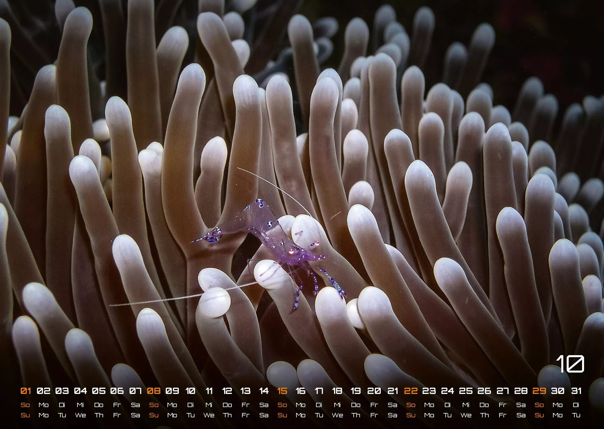 Sealife - verborgene Tiefen - 2023 - Kalender