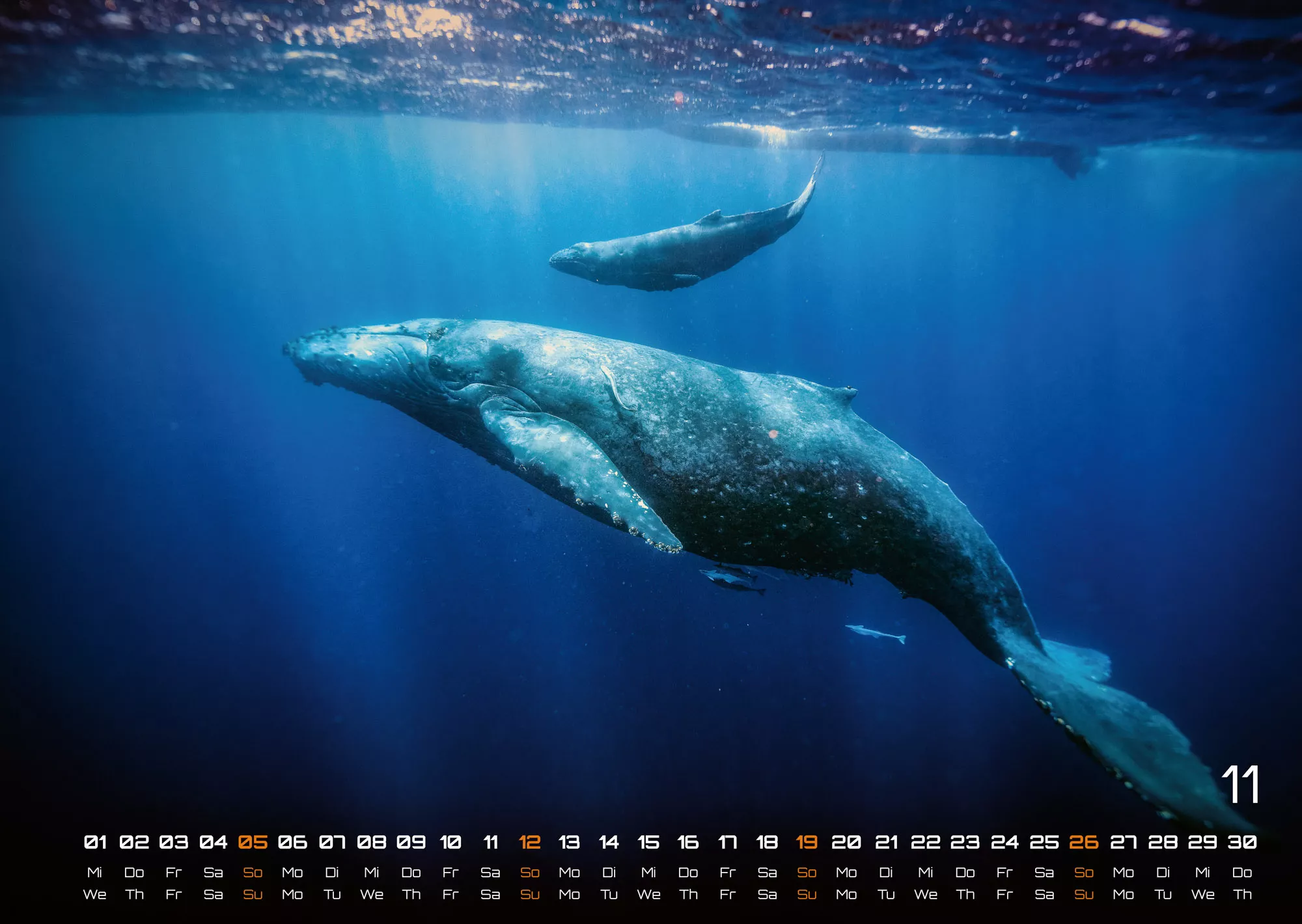 Sealife - verborgene Tiefen - 2023 - Kalender