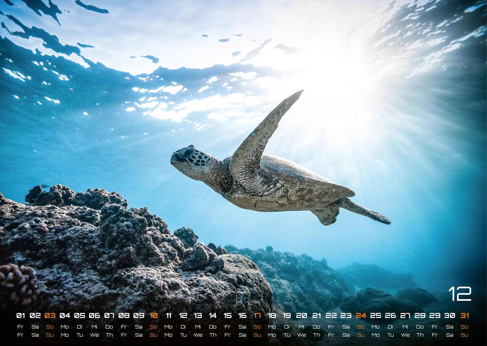 Sealife - verborgene Tiefen - 2023 - Kalender